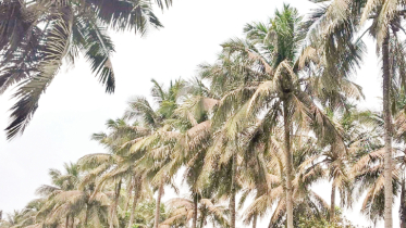 উপকূলে ছত্রাক প্রভাবে বিপন্ন নারকেল