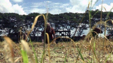 যশোরে ভাইরাসে নষ্ট বাঁধাকপি ক্ষেত, লোকসানের মুখে কৃষক