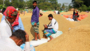 ধানের দর কমে যাওয়ায় হতাশ মৌলভীবাজার ও শ্রীমঙ্গলের কৃষকরা ধানের দর কমে যাওয়ায় হতাশ মৌলভীবাজার ও শ্রীমঙ্গলের কৃষকরা