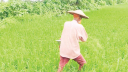 কাগজে স্মার্ট কৃষি, মাঠে অনুমানের চাষ