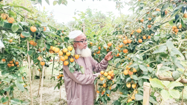 যশোরের মাটিতে জাপানের জাতীয় ফল পার্সিমন 