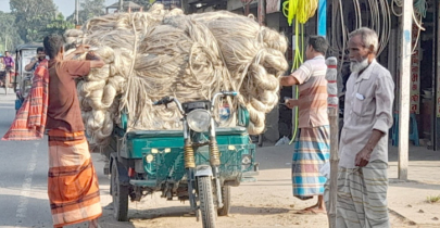 ঘোড়াঘাটে পাটের বাম্পার ফলন, খুশি চাষিরা