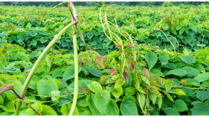 যশোরে আগাম মেটে আলুর দামে কৃষকের মুখে হাসি