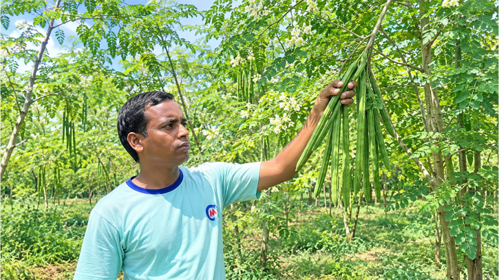 এক বিঘার সজনেতে লাখ টাকা মুনাফা