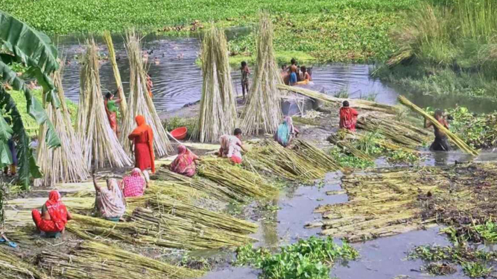 ফলন ভালো হলেও পাটের ন্যায্যদাম নিয়ে শঙ্কা