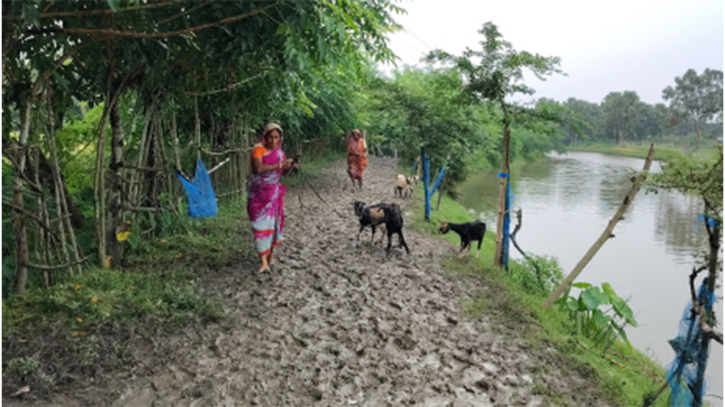 লবণাক্ত জমিতে সবুজের সজীবতা