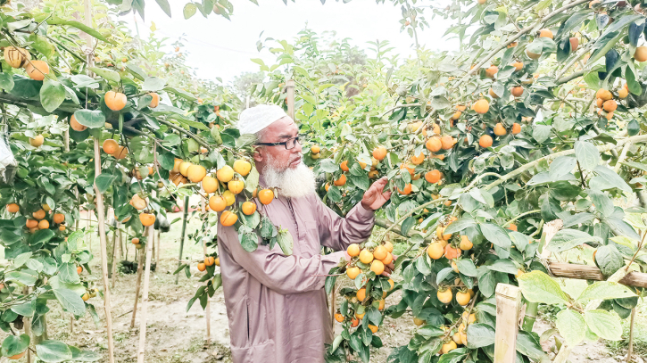 যশোরের মাটিতে জাপানের জাতীয় ফল পার্সিমন 