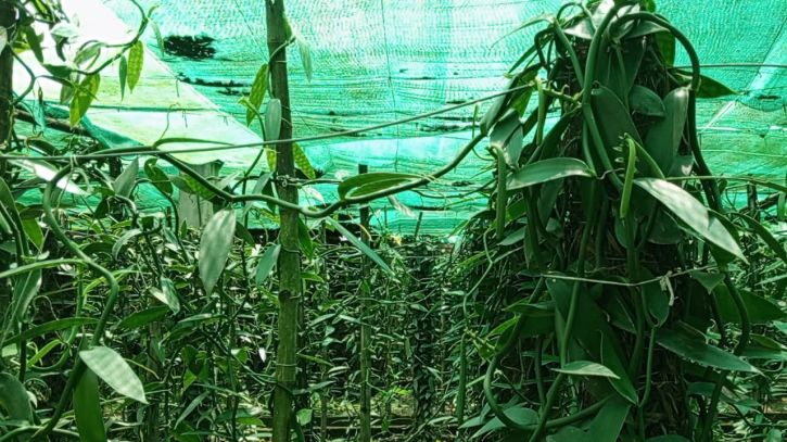 চুয়াডাঙ্গায় গ্রিন হাউসে ভ্যানিলা চাষ